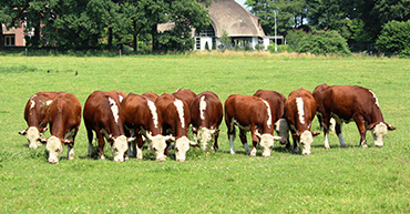AgriTeam Makelaars / Landelijk-wonen.nl