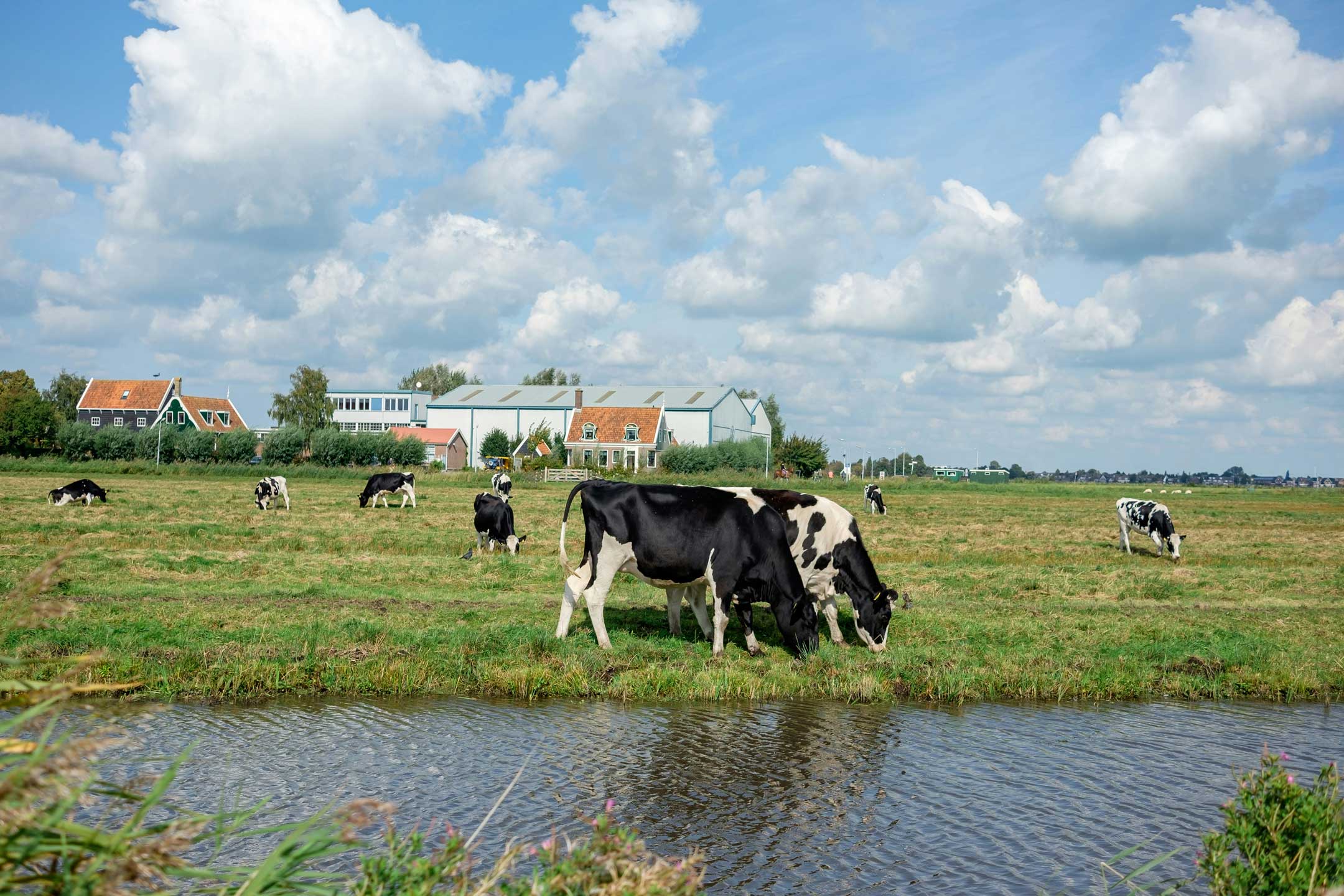 Productierechten: Bemiddeling in de verkoop en het verleasen van melkveefosfaatrechten