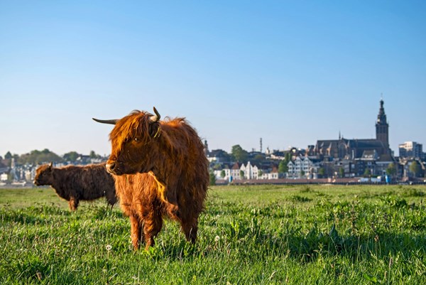 Aankoopbegeleiding op maat