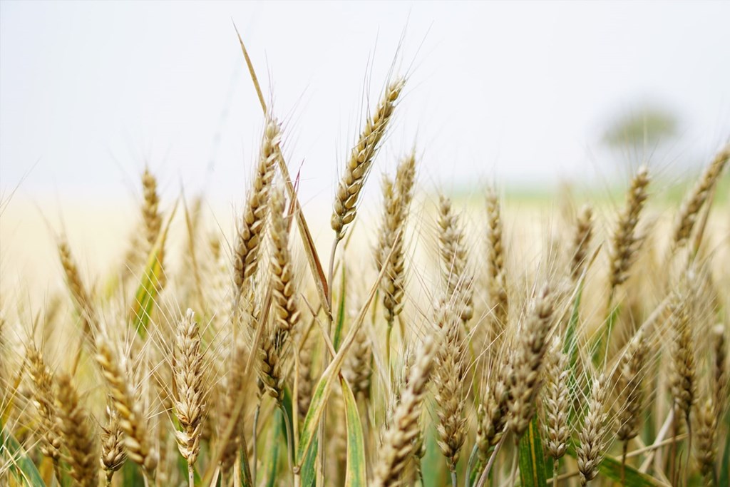 Taxaties bij Leyten & Van der Linde